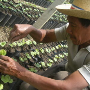 【珈琲豆】Guatemla Retana - グアテマラ レタナ