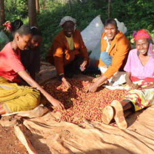 【珈琲豆】Kenya Gathaith - ケニア ガタイティ