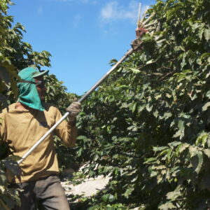 【コーヒーバッグ】Brazil Passeio - ブラジル パッセイオ