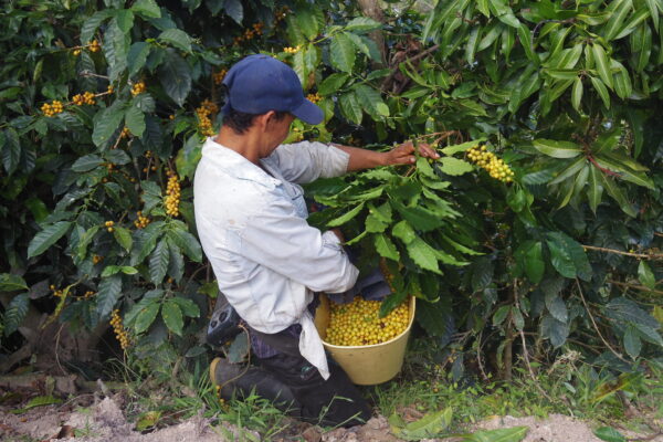 【珈琲豆】Colombia Los Nogales – コロンビア ロスノガレス