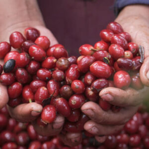 【コーヒーバッグ】Honduras Triangulo Geisha  - ホンジュラス トリアングロ ゲイシャ