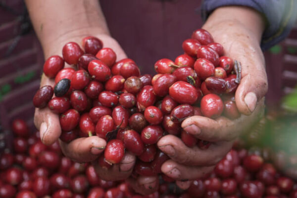 【コーヒーバッグ】Honduras Triangulo Geisha  – ホンジュラス トリアングロ ゲイシャ