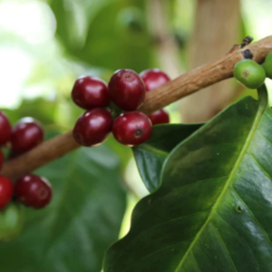【コーヒーバッグ】Colombia La Esperanza - コロンビア ラ エスペランサ