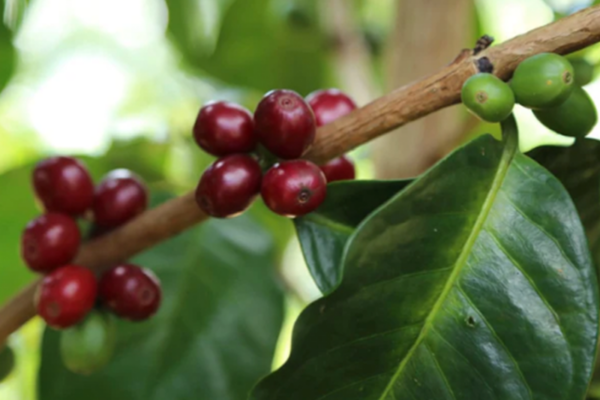【コーヒーバッグ】Colombia La Esperanza – コロンビア ラ エスペランサ